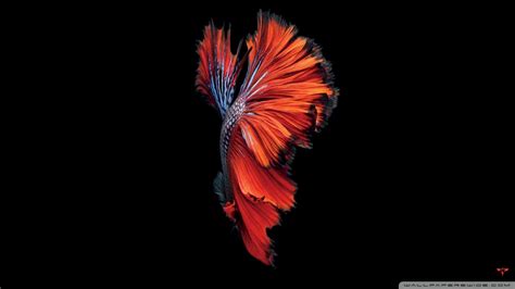 3840x2160 iphone 6s ❤ 4k hd desktop wallpaper for 4k ultra hd tv • tablet>. iPhone 6S Ultra HD Desktop Background Wallpaper for 4K UHD ...