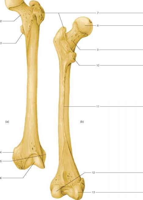 Procedure Bthe Lower Limb Human Anatomy Guws Medical