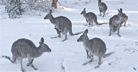 Australia Braces For An Antarctic Blizzard That Will Bring The Biggest