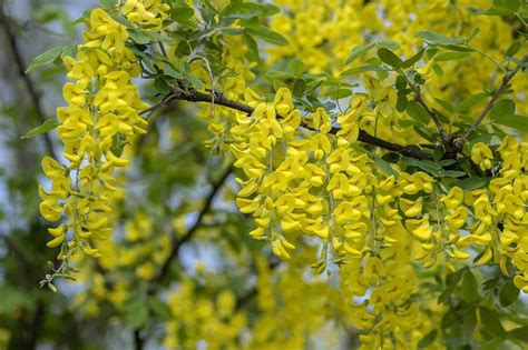 10 Yellow Flowering Trees And Shrubs