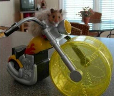 Funny Hamster Wheel Motorbike Hamster Funny Hamsters Funny Hamster