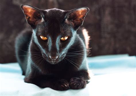 Kitteh Kats Oriental Shorthair Cats Black Cat Breeds Beautiful Cats