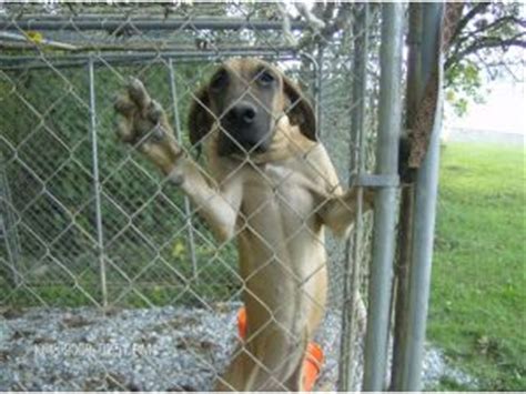 Great Dane puppies for sale