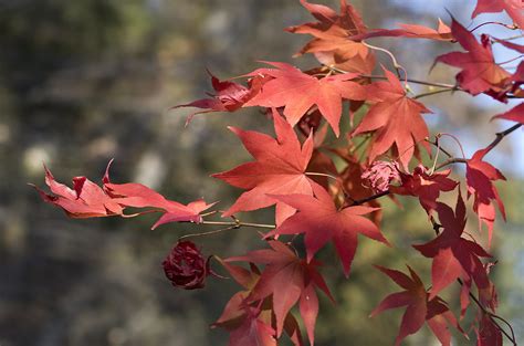 If you would like more information on maple leaf tree services please visit our main page or website www.mapleleaftrees.co.uk and facebook. Japanese maple tree leaves | Japanese maple tree leaves ...