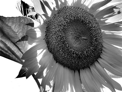 Sunflower In Black And White Photograph By Charlene Cook