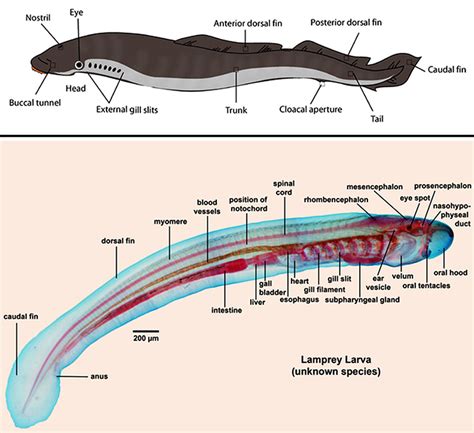 Lamprey Internal Anatomy Diagram