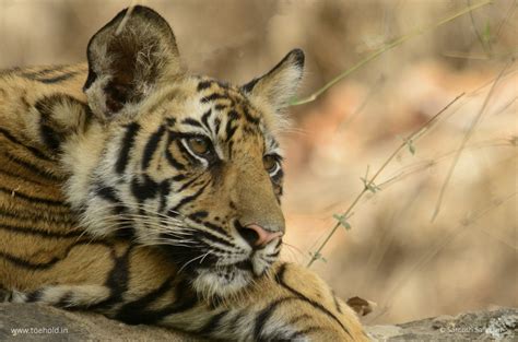 Tigers Of Bandhavgarh Bamera Junior Photostory Series On Popular Tigers