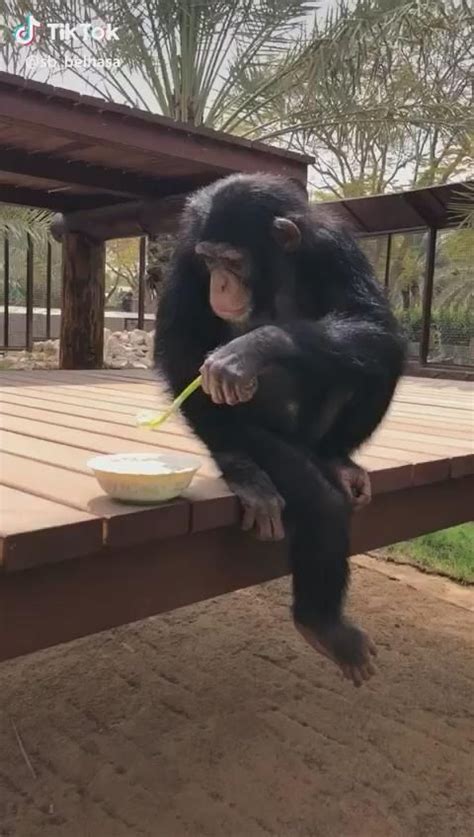 Top Five Cutest Chimp Moments From Tchimpounga Artofit