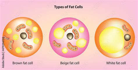 Types Of Fat Cells Anatomy Of Brown Fat Cell Beige Fat Cell White