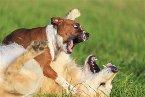 Comment arrêter une bagarre entre deux chiens