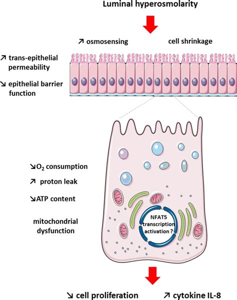 Schematic View Of The Intestinal Epithelial Cell Response To Luminal