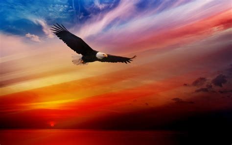 Bald Eagle Flying At Sunset Red Sky Desktop Hd Wallpaper For Tablet And