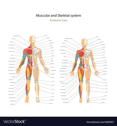 Male And Female Muscle And Bony System Charts Vector Image
