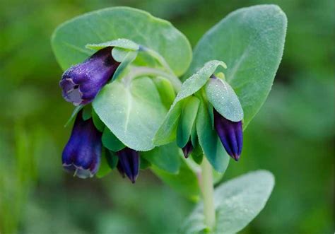 We did not find results for: 17 Cold Weather Plants That Can Survive Winter Outside ...
