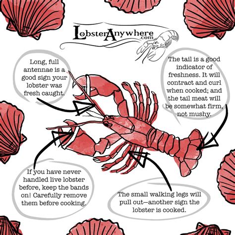 Buy Live Lobster Online | We Sale Live Maine Lobsters and Ship | Live lobster, Live maine 