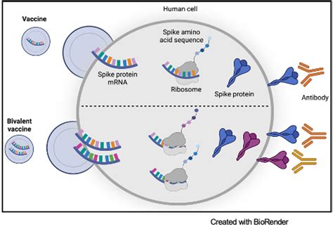 The Evolution Of MRNA Vaccines Alongside SARS COV 2 Vanderbilt