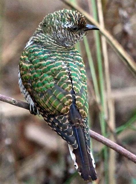 African Emerald Cuckoo Bird Pictures Cuckoo Pet Birds