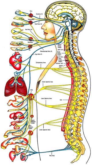 The Most Wonderful Creature Human Body Systems