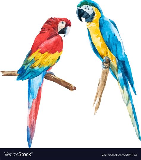 Watercolor Parrot Royalty Free Vector Image Vectorstock