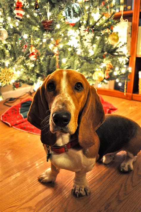Puppies First Christmas Basset Hound Dog Cat Puppies Cats Christmas