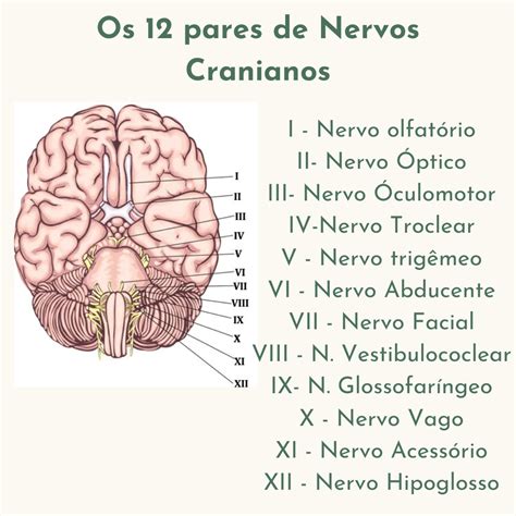 Pares De Nervos Cranianos E Suas Funções