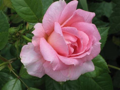 Rose (Rosa 'Lambert Closse') in the Roses Database - Garden.org