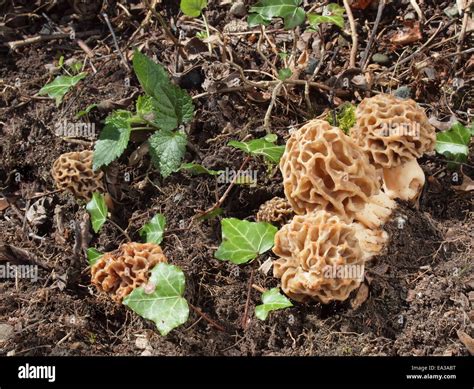 Common Morel Morchella Esculenta Stock Photo Alamy