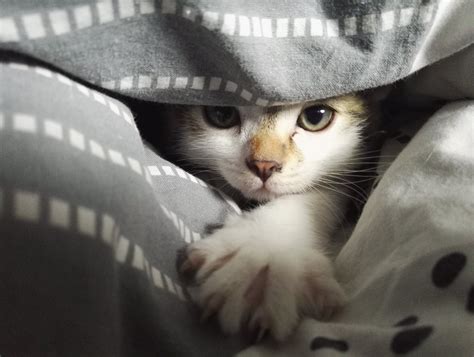 White Cat Hiding Under A Blanket 123photogo