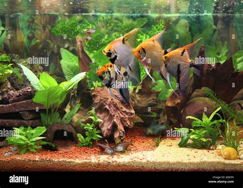Amazon River Aquarium Fish