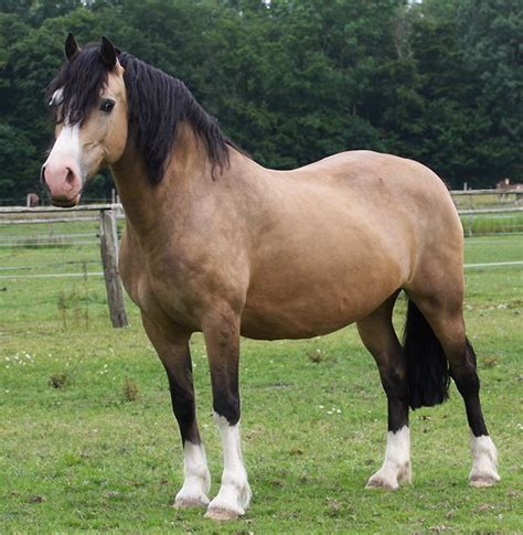 Dont Get Bit — The Welsh Pony And Cob Is A Group Of Four