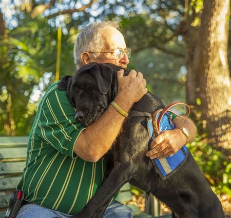 Meet with the service dog. How to Foster a Therapy Dog | Rover.com