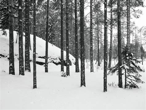 Pines And Snowy Hillside Bw Photograph By Jouko Lehto Fine Art America