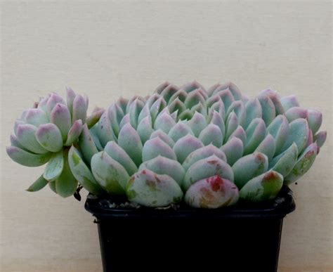 You will receive one plant similar the photo listed Echeveria elegans (L) | Surreal Succulents