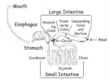 Summary - Animal Digestion