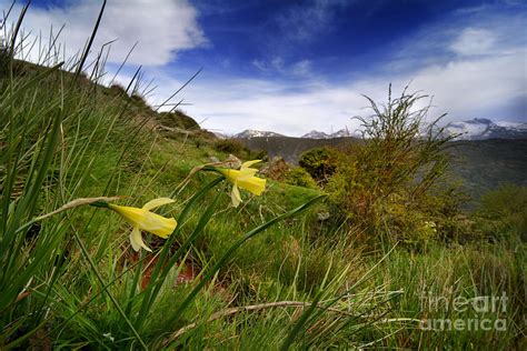 Narcisus Nevadensis Endemic Flower Photograph By Guido Montanes
