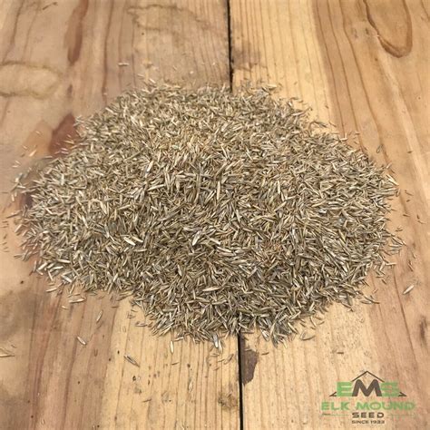 Meadow Bromegrass Elk Mound Seed