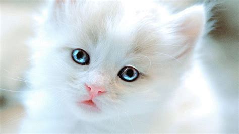 Free Cute Kitten Wallpapers Wallpaper Cave