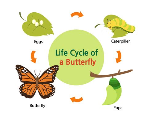 Lifespan Of Different Types Of Butterflies Pest Wiki