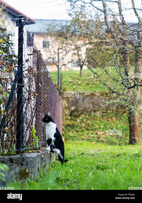 Cat Looking Through The Neighbors Fence Stock Photo Alamy