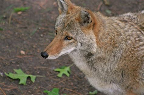 The coyote on the left has a narrow snout and small nose pad, with large ears relative to its head size. Despite the Hype, Coyote Attacks on Lost Dogs are Rare ...