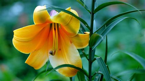 27 Beautiful Hd Lily Flowers Wallpapers