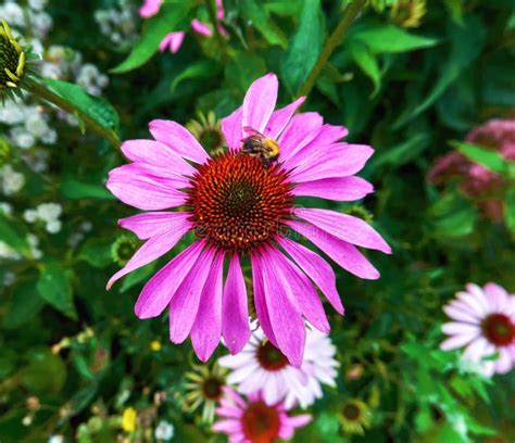Pink Garden Flowers With Fat Bumblebee Insects Close Up In Summer Stock