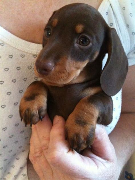 Iowa dachshund breeders will each set a price for their own pups based on a few different criteria. MINIATURE SMOOTH HAIRED DACHSHUND PUPPY | Maidstone, Kent ...