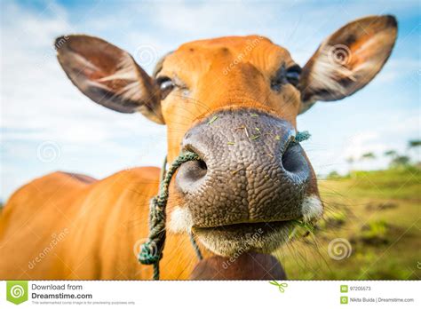 Goofy Cow Head Stock Images - 84 Photos