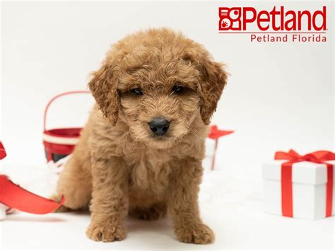 Download our petland app today for information on your local petland's available pets and pet supplies. Petland Florida has Goldendoodle puppies for sale! Check ...