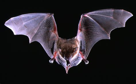 Bats Bi State Wildlife Hotline