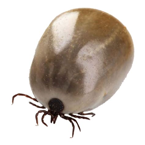 Tick Insect Png Transparent Image Download Size 500x500px