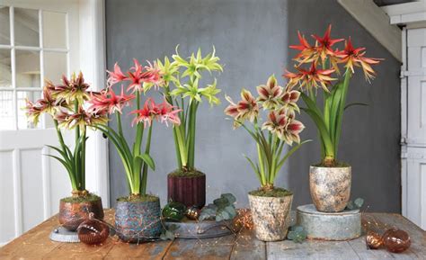 Too much or too little watering can cause limp leaves. Amaryllis-gardeners-supply - Green Queen