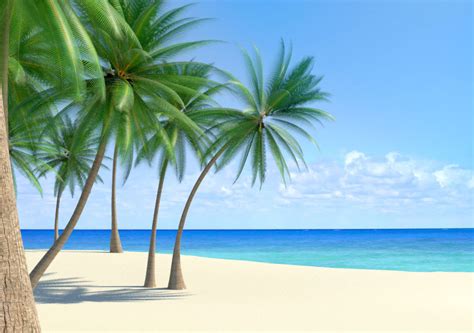 Tropical beach scenes | CGTrader
