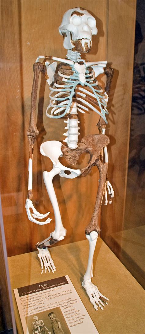 Lucy Australopithecus Afarensis